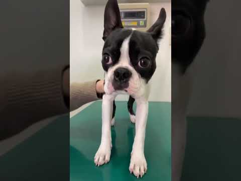 【犬のVlog】ボストンテリアの去勢手術の一日 #shorts