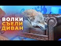 Волки съели диван