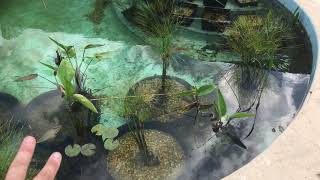 Pool to Pond Conversion  Orlando, Florida  Video 1