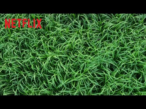 In the Tall Grass | Resmi Fragman | Netflix