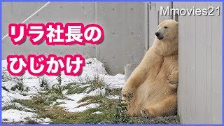 社長さんの貫禄で座るホッキョクグマ リラ☆デナリは雪の上で寝そべる Polar Bears in snow