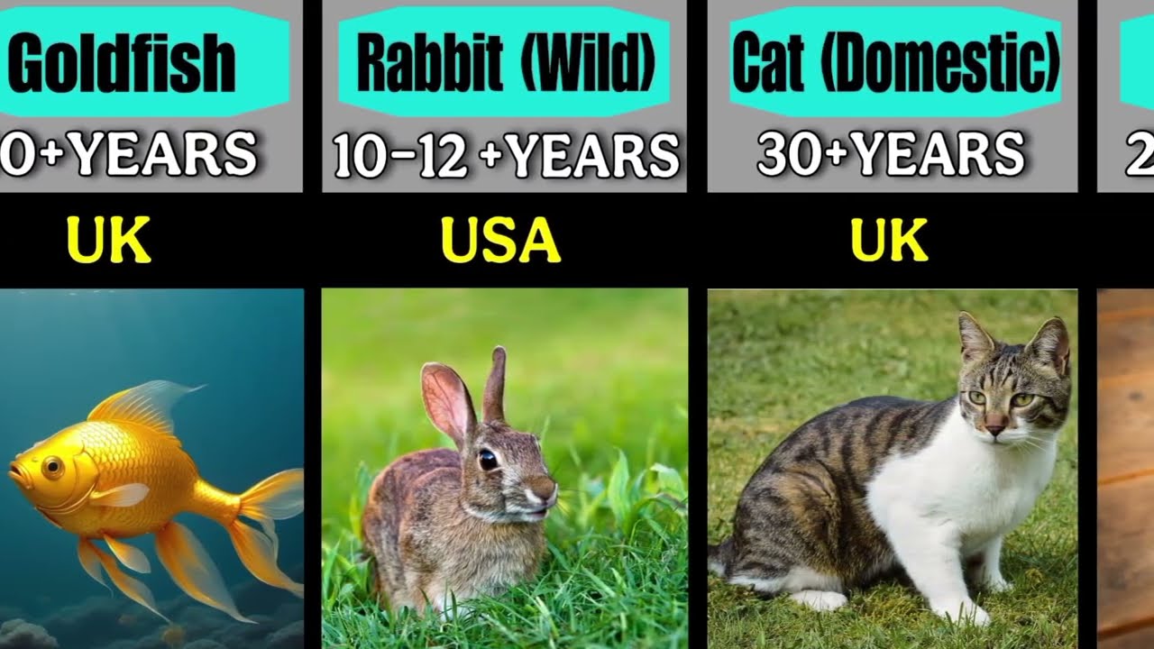 Longest-Living Animals From Different Countries | World’s Oldest Species Revealed 🌍🐢