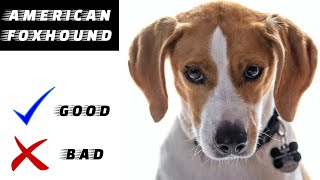 American Foxhound Pros And Cons The Good And The Bad