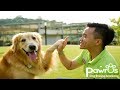 Shaping Confident Dogs™ - Pawrus Dog Training Academy Shaping Confident Dogs™ - Pawrus Dog Training Academy