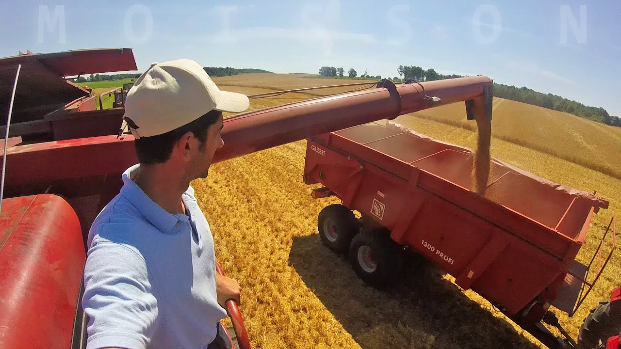 La moisson de l’orge - 2020