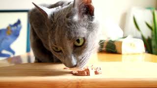 ASMR Cat シーバ 一皿の贅沢 しっとりテリーヌ 極上ツナ