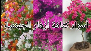 اسرار شجرة الجهنمية لكثافة التزهير لتزين البيت والحديقة والشرفات غرس النبتة والعناية بها