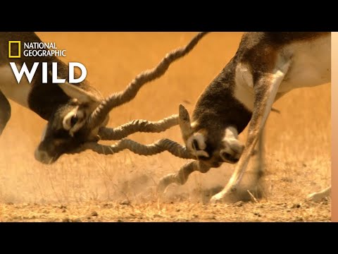 Video: Odkud pocházejí antilopy blackbuck?