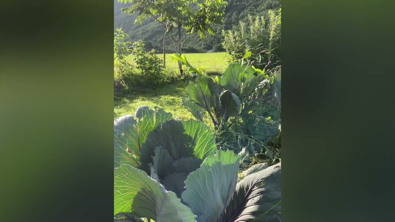 No digg /no till permaculture and hugel vegetable garden in Norway in august