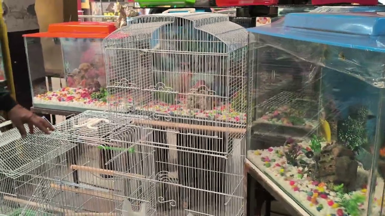 All type of bird,cocktail,lovebird, buddies,cat and dog cages