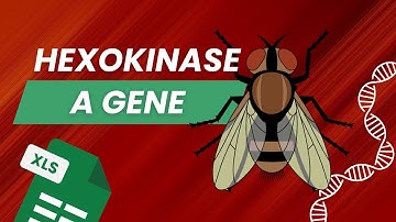 Codon Usage Bias in Drosophila melanogaster: An Excel Step-by-Step Analysis of the Hexokinase A Gene