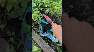 Plant A Painting  Tiktok Susanto Gouw shorts