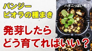 パンジーの種まき　発芽したあと どう育てたらいい？