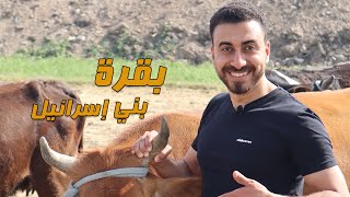 قرية بحطيط المكان اللي ادبحت فيها بقرة بني إسرائيل | سورة البقرة