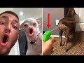 These pets can make you laugh for less than 10sec