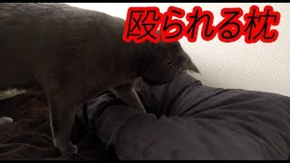 ビーズクッション的な枕と戦う猫（ハムちゃん）