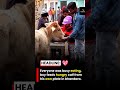 भूखी गाय आई... उसने खुद खाना छोड़ दिया 😭❤️ | Pure Heart #humanity #victimtalks #voiceover #viral