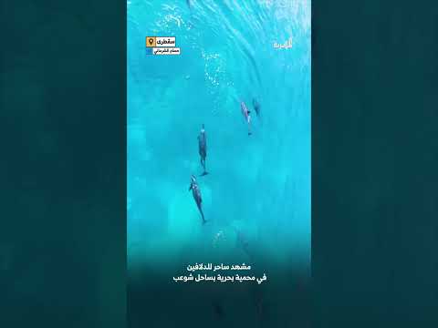 مشهد ساحر للدلافين في محمية بحرية بجزيرة سقطرى