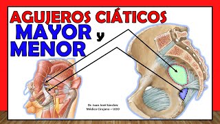 🥇 Agujeros SACROCIÁTICOS MAYOR y MENOR. (Sacrotuberoso y Sacroespinoso)