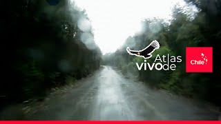 Carretera Austral en 10 minutos: la ruta más hermosa de Chile | Atlas Vivo de Chile
