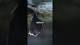 The Science Behind Bat Echolocation 🦇🔬 #Bats #Echolocation #Survival