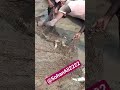 Fish short video #fishing #birdfish #viral #shorts