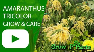 Amaranthus Tricolor - Grow & Care Beautiful & Edible
