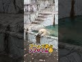 【ホッキョクグマ】縦動画 プールで遊ぶフブキくん😊
