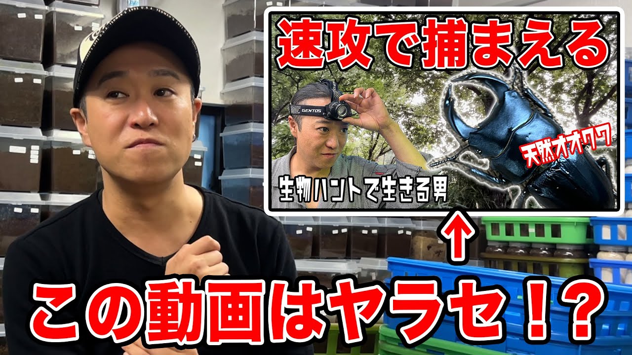 オオクワガタにありがちな疑問