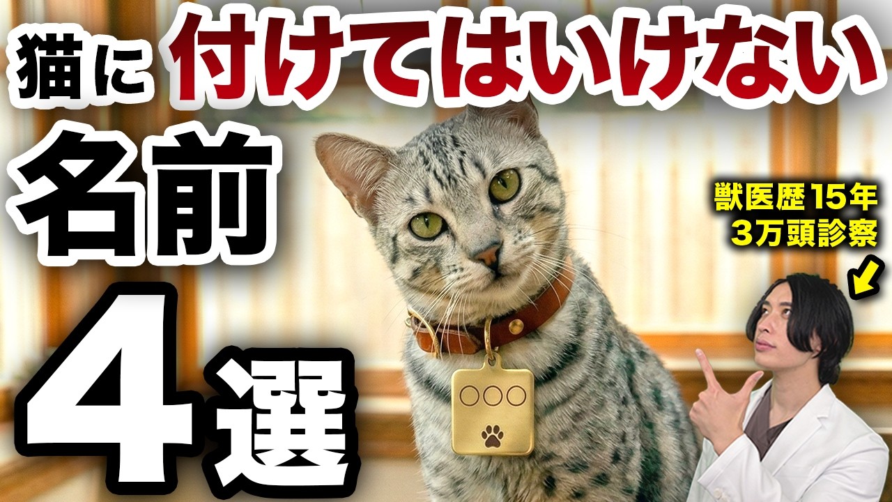 その名前、大丈夫？猫に付けてはいけない名前4選【獣医解説】