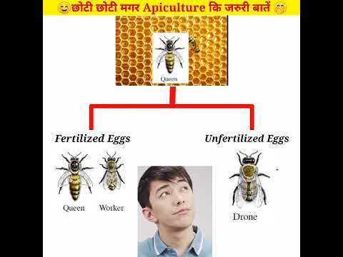 वीडियो: मधुमक्खियों में निषेचित अंडे बनते हैं?