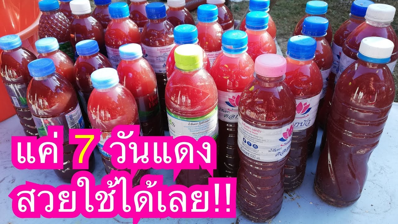 วิธีทำจุลินทรีย์สังเคราะห์แสงและขยายในขวด​ 6​ ลิตร
