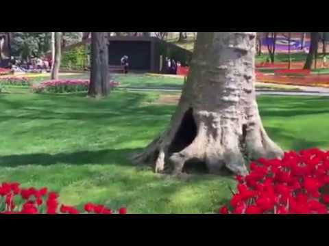 تركيا اسطنبول جولة في حديقة كول هانة المزينة بورود اللالي