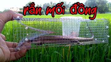 Không có chuột đặt bẫy rắn, đi bẫy rắn mối đồng về chơi luôn.