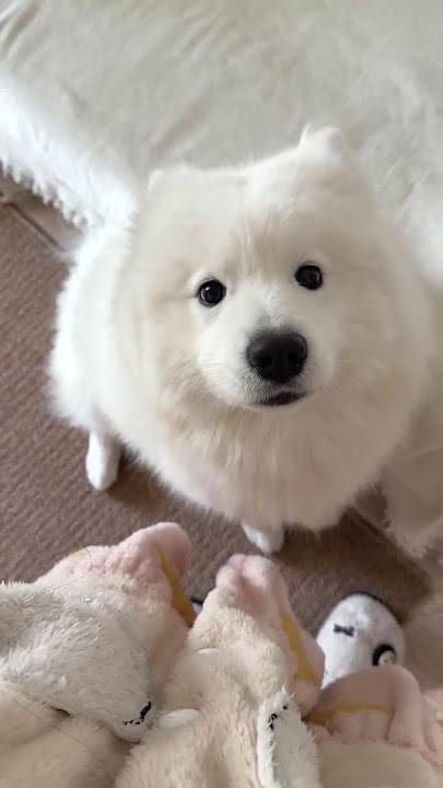 Rude Not to Pet Me #dog #cutedog #samoyed #puppy #funny #pets