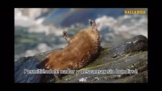 Chungungos Flo González