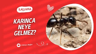 Karınca Neye Gelmez ? - Ilaclama.tr