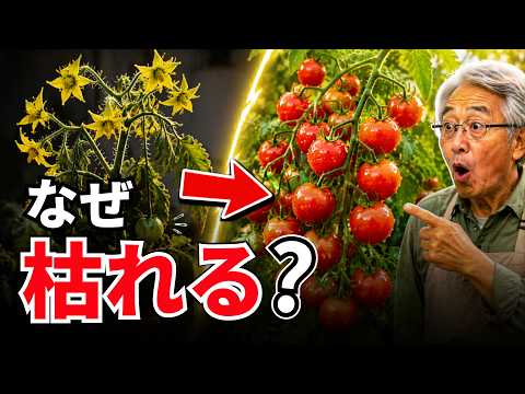 トマト栽培でお金をかけるべき3つのポイント｜節約できる場所も解説