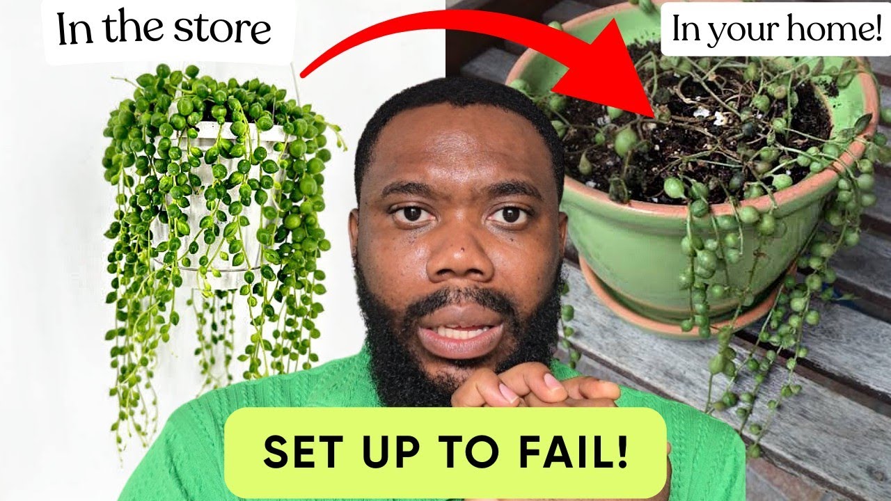 6 комнатных растений, которые так и не были проданы, чтобы прослужить долго.