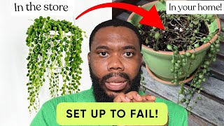 6 More Houseplants That Were Never Sold To Last