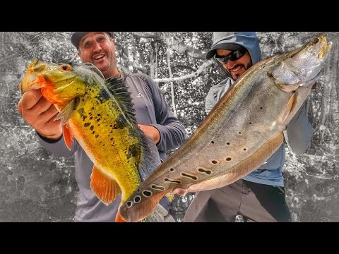 Peacock Bass & Clown Knife Fishing, Lake Ida Florida 