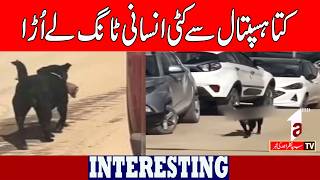 Dog carries severed human leg from hospital. |INTERESTING NEWS| A1TV| 26 Feb 2026 screenshot 1