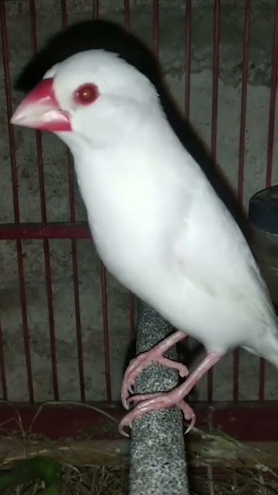 MENYALA❗Gelatik Putih Mata Merah (java separoh) #gelatik #breeding #matamerah