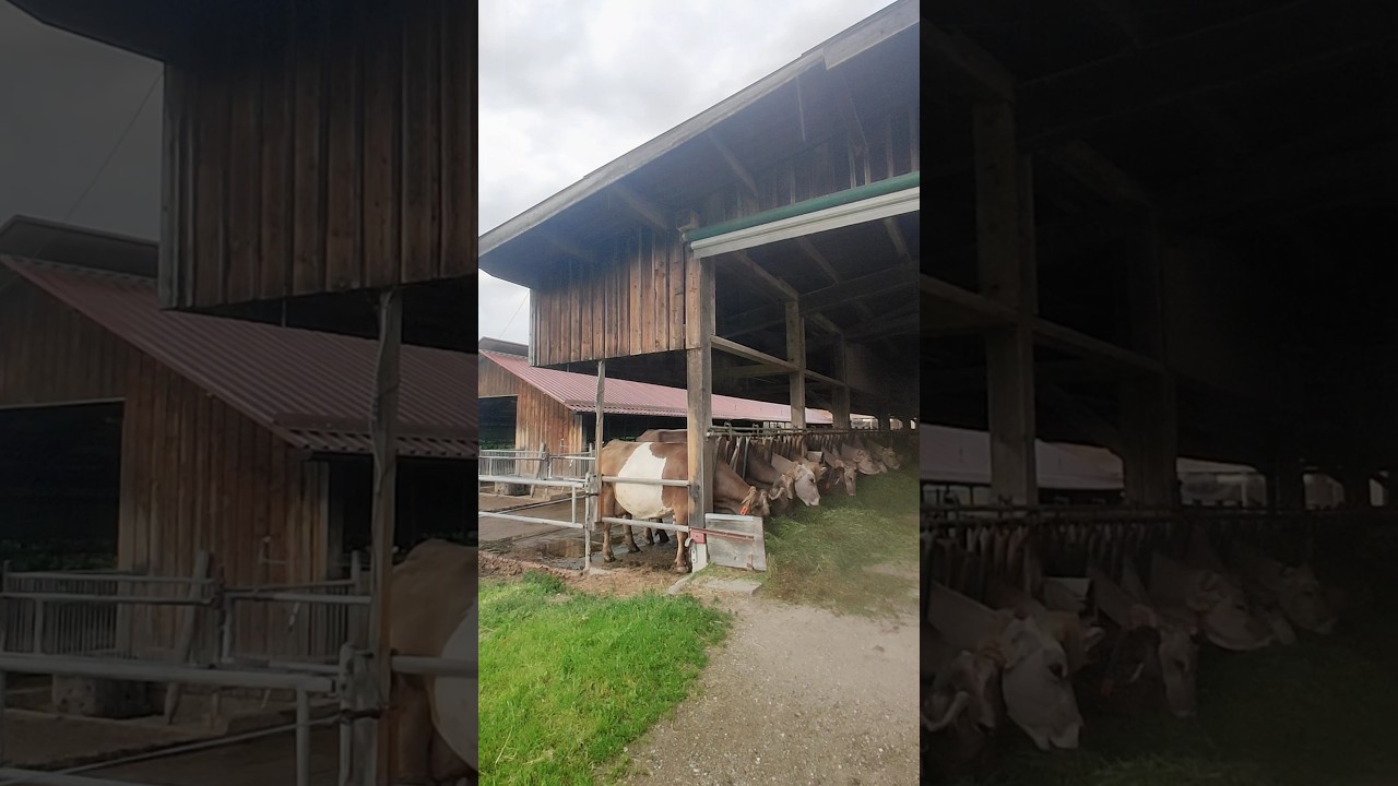 Swiss Cow Feeding Time 