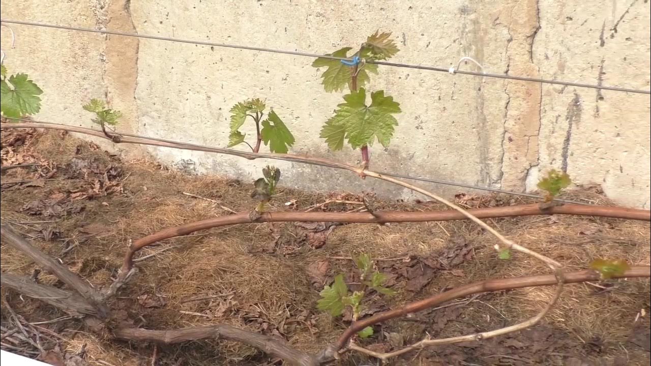 Можно виноград после операции. Можно виноград после операции. Курчавость винограда. Виноград милдью побег весной. Можно виноград после операции.