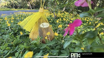 Phân biệt dừa sáp và dừa thường