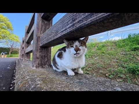 睨む猫 河川敷にて YouTube