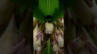 Honduran White Bat POV: Micro Camera Inside a Living Leaf Tent