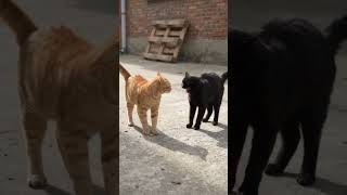 Cats Face-Off: Epic Staredown Moment! 😼🖤 #shorts #catfight #viral
