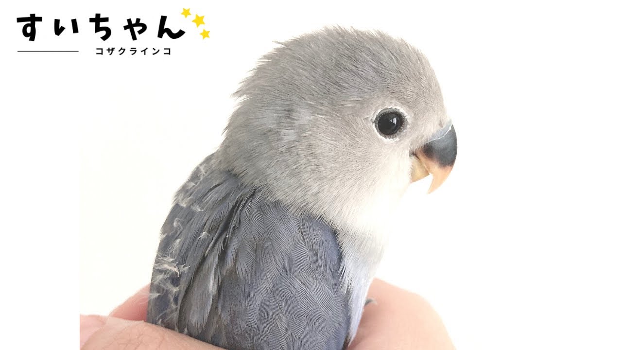 コザクラインコすいちゃんの成長をまとめたら感動が止まらない? - YouTube